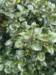 Memecylon soutpansbergense