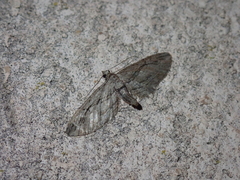 Eupithecia phoeniceata