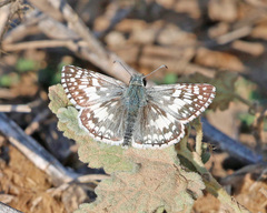 Burnsius communis