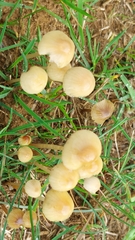 Conocybe tenera