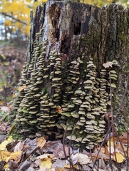 Cerrena unicolor