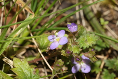 Veronica plebeia