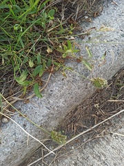 Eleusine tristachya