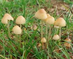 Conocybe tenera