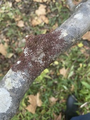 Frullania eboracensis