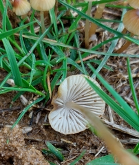 Conocybe tenera