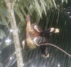 Opisthocomus hoazin