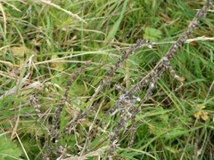 Odontites vernus