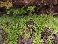 Nostoc commune