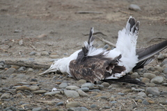 Larus dominicanus dominicanus