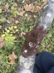 Frullania eboracensis