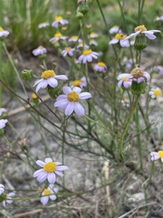 Senecio umbellatus