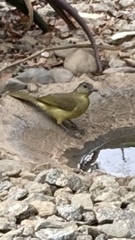 Chlorocichla flaviventris
