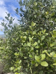 Olea capensis enervis