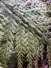 Asplenium × lucrosum