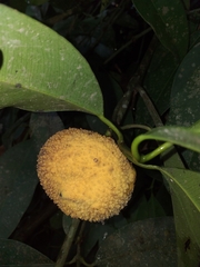 Garcinia madruno