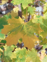 Acer platanoides