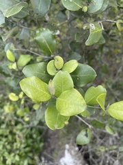 Olea capensis enervis