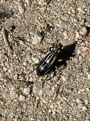 Sphenophorus aequalis