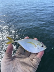 Chloroscombrus chrysurus