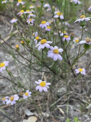 Senecio umbellatus