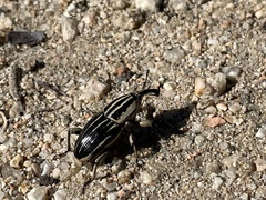 Sphenophorus aequalis