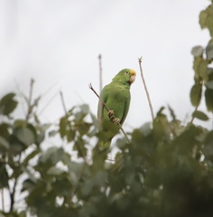 Amazona ochrocephala