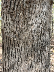 Quercus