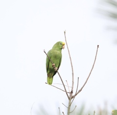 Amazona ochrocephala