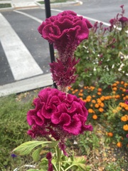 Celosia