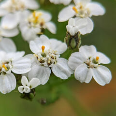 Achillea millefolium