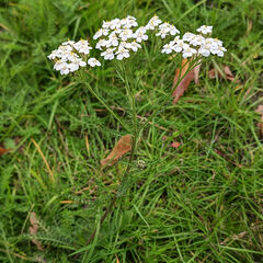 Achillea millefolium