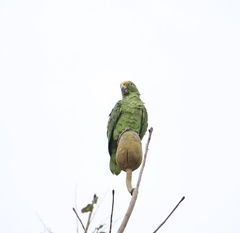 Amazona ochrocephala