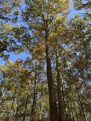 Quercus