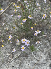 Senecio umbellatus