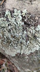 Xanthoparmelia protomatrae