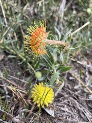Leucospermum prostratum