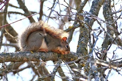 Tamiasciurus hudsonicus