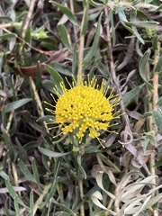 Leucospermum prostratum