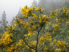 Genista canariensis