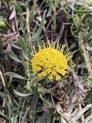 Leucospermum prostratum