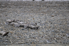 Anarhynchus frontalis