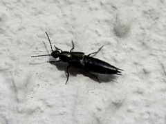 Philonthus carbonarius