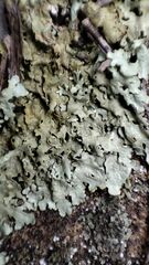 Xanthoparmelia protomatrae