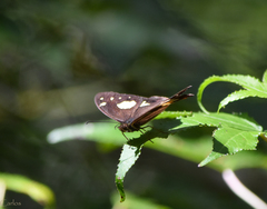 Oxeoschistus tauropolis tauropolis