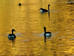 Branta canadensis