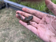 Lithobates sphenocephalus