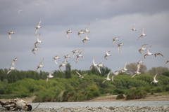 Anarhynchus frontalis
