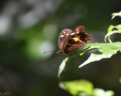 Oxeoschistus tauropolis tauropolis