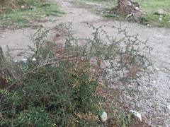 Asparagus acutifolius